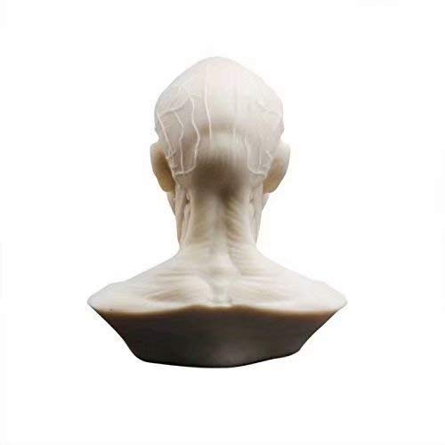 Human Model Anatomy Skull Head Muscle Bone Medical Model Mini Size 1