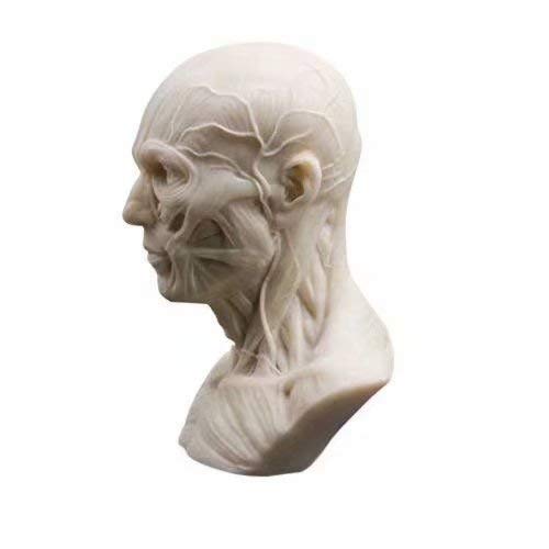 Human Model Anatomy Skull Head Muscle Bone Medical Model Mini Size 1