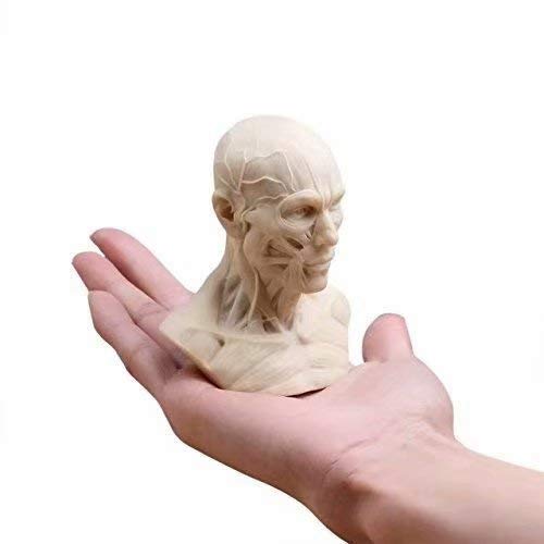 Human Model Anatomy Skull Head Muscle Bone Medical Model Mini Size 1
