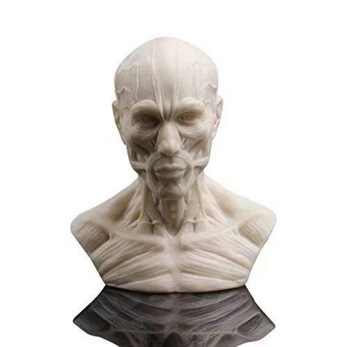 Human Model Anatomy Skull Head Muscle Bone Medical Model Mini Size 1
